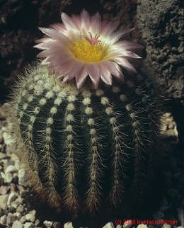 Notocactus cv. roseiflorus